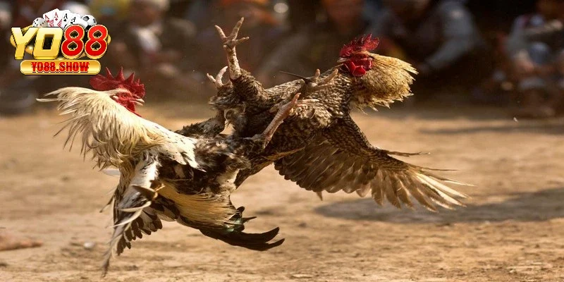 Đá gà tại YO88 là nền tảng giải trí đình đám hiện nay