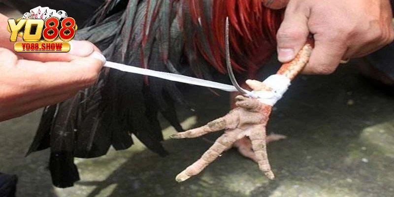 Những điều cần lưu ý khi mọi người băng cựa gà