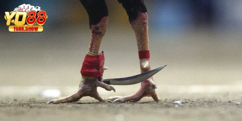 Với cách băng cựa gà hợp lý thời gian của trận đấu sẽ được rút ngắn hơn