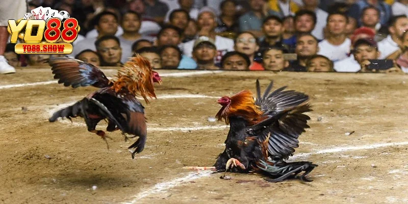 Cách chọn gà đá theo chế độ dinh dưỡng và luyện tập