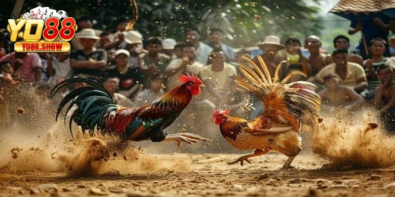 Tường thuật trận đấu đá gà C1 mang đến sự kịch tính