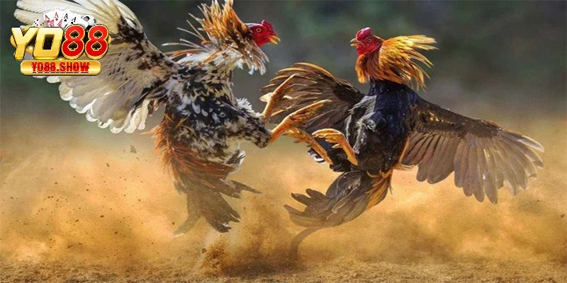 Tường thuật đá gà là hoạt động phát sóng trực tiếp các trận đấu